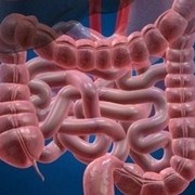 research on the immune system and IBD is encouraging 