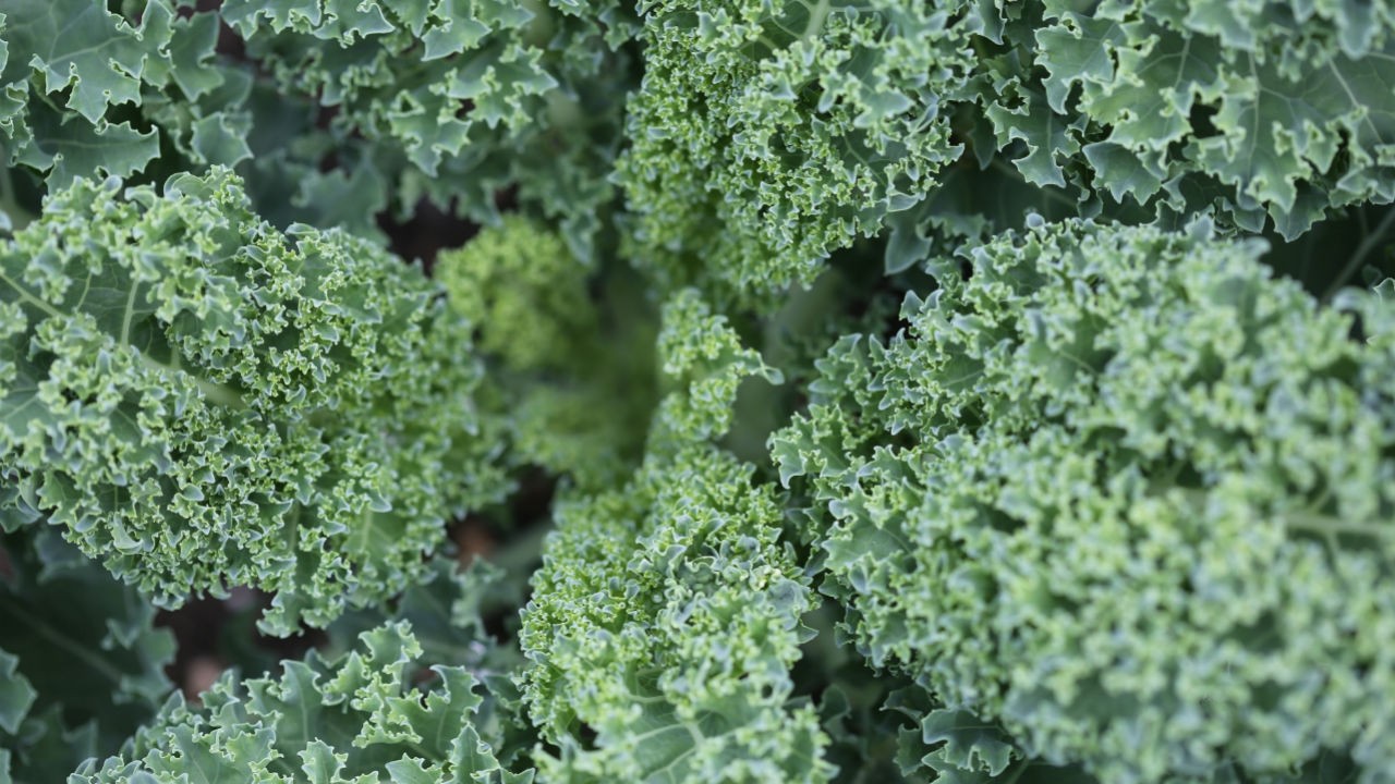 Kick Booty Kale Smoothie 