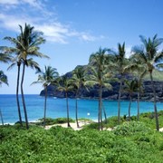 kava-aloha-elixir-of-hawaii