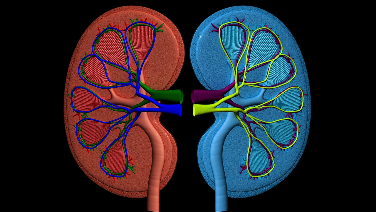 Your Kidney Could Save a Life: Learn More About Living Donation