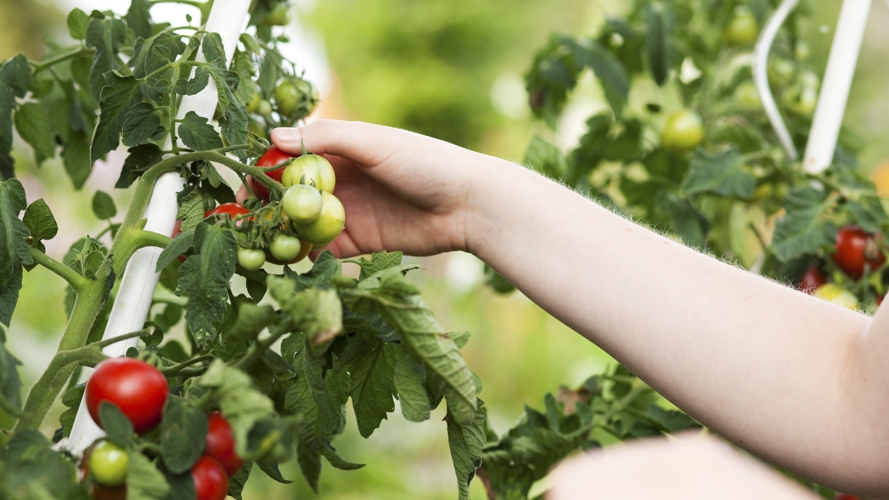 Time to Grow Your First Kitchen Garden? Dig In With These 10 Tips