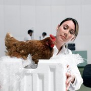 Love That Chicken? Make Sure it's Safe