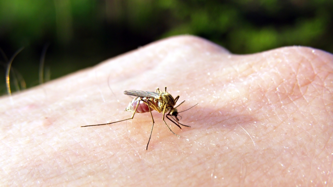 Do You Think You’re a Mosquito Magnet? You May Be Right!