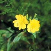 evening-primrose-alternative-to-steroids