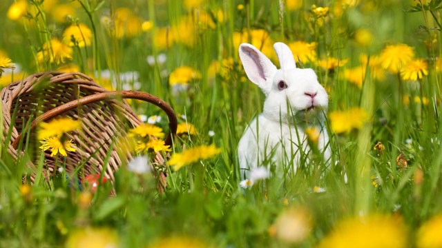 no eggs, no ham - i have a veggie Easter plan