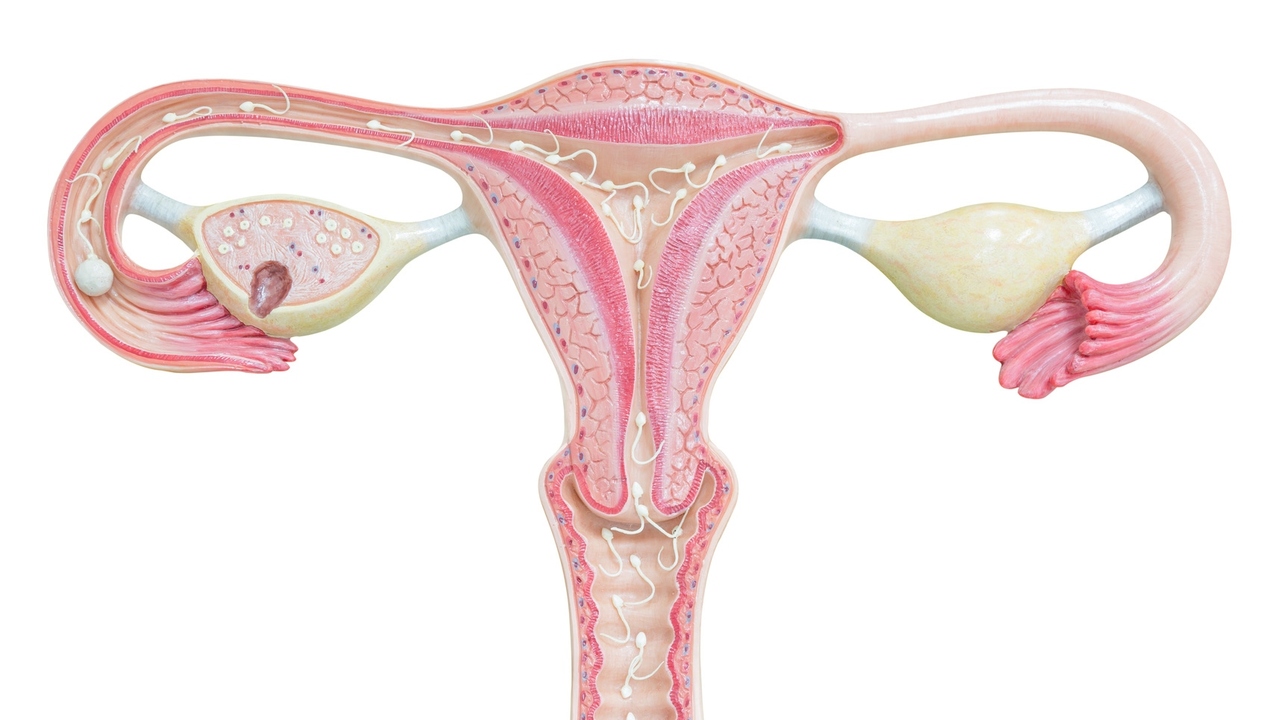 Ovarian Cysts: What Do You Know About Them?