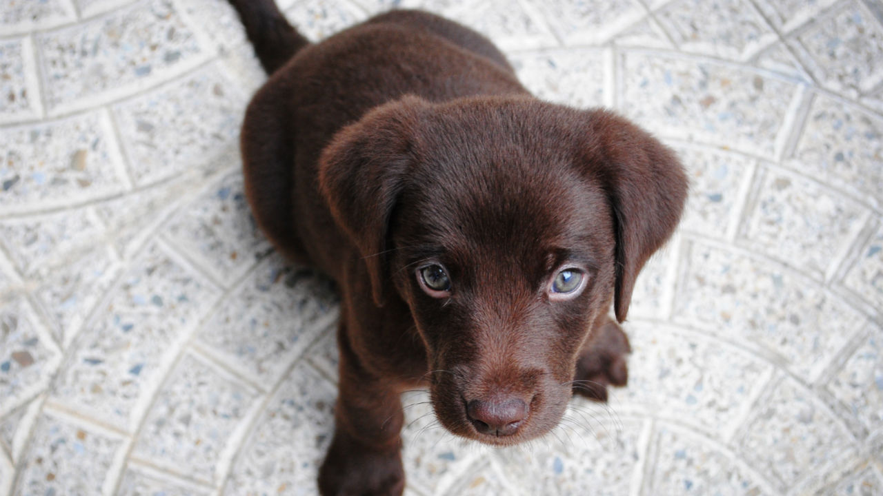 chocolate lab