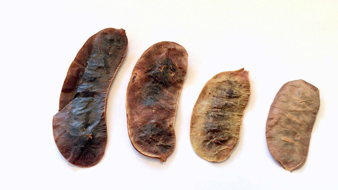 pros and cons using senna to treat constipation