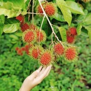 hawaiian-fruit-rambutun