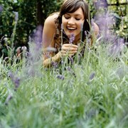 why you should keep lavender at your house 