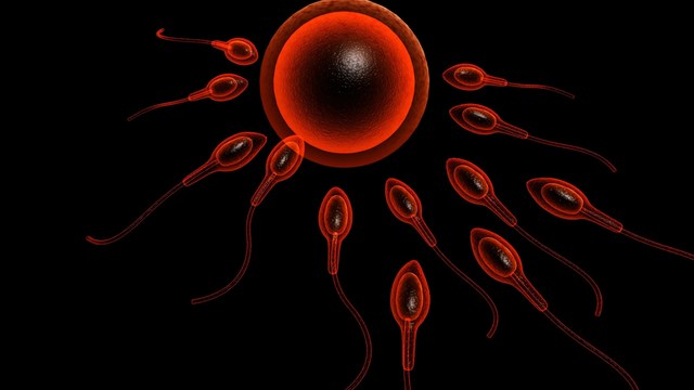 skin cells could become sperm cells