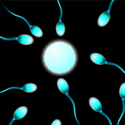 Reproductive System related image
