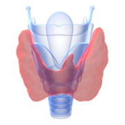 Hypothyroidism related image
