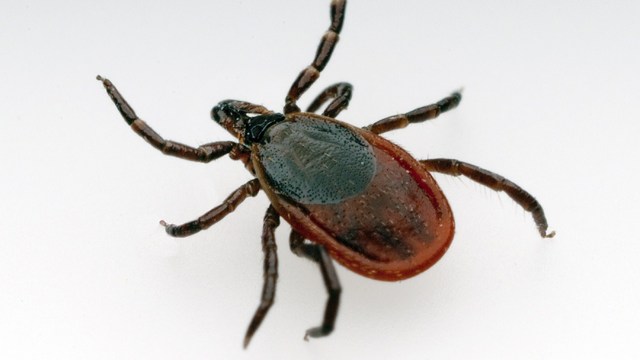  watch for ticks this summer
