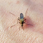 5 Facts About The West Nile Virus