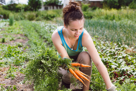 Carrots, Pumpkin and Sweet Potato