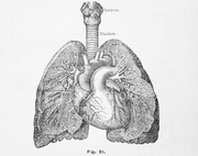 Heart & Blood related image