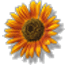 hanahula