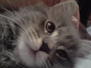 Sleepywillow77 Picture