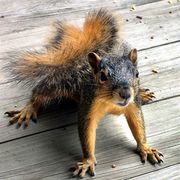 squirrel