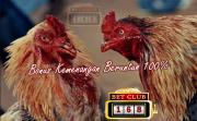Promo Bonus Sabung Ayam