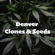 denverclonesandseeds