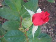 sue.molenda