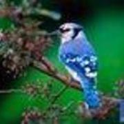 Debra Little